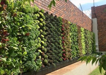 Did you Know ! Growing plants on buildings can reduce heat