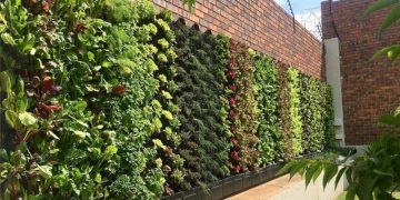 Did you Know ! Growing plants on buildings can reduce heat