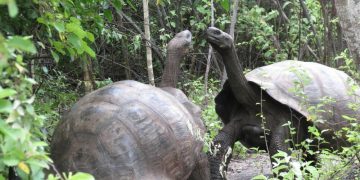 Once upon a Time, Very Large Tortoises lived in South Africa