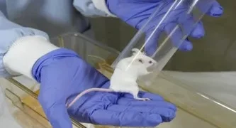 Do you Think Experimenting on Animals is Ethical