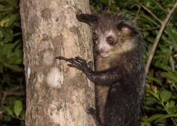 Take a look at the Primate with the Longest fingers in the world