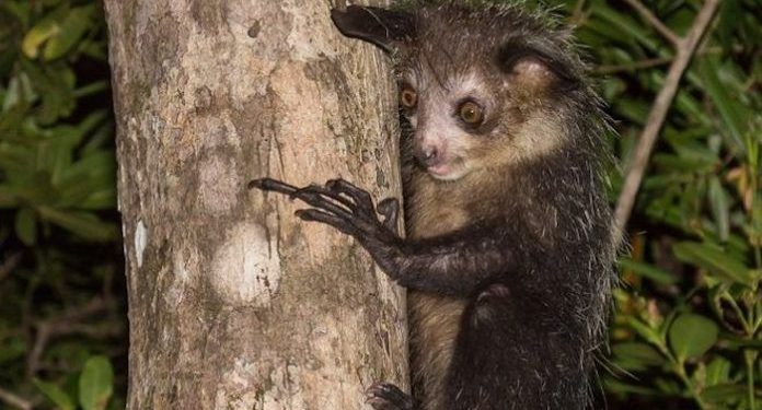Take a look at the Primate with the Longest fingers in the world