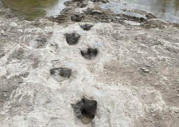  New Dinosaur Tracks Revealed in 2022