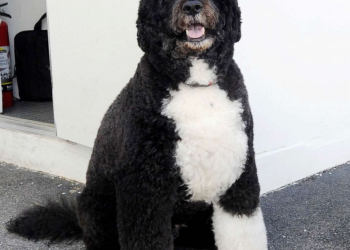 5 Presidential dogs that Should Top  your Buy List