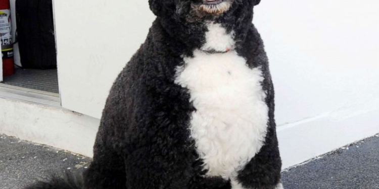 5 Presidential dogs that Should Top  your Buy List