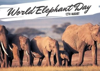 🐘 World Elephant Day: Save the Giants! 🌍💔