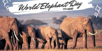 🐘 World Elephant Day: Save the Giants! 🌍💔