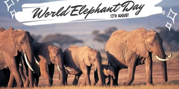 🐘 World Elephant Day: Save the Giants! 🌍💔