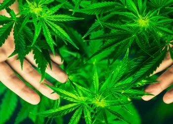 Trump Set to Ease Federal Marijuana Restrictions With New Executive Order