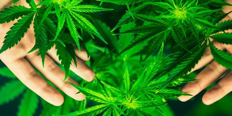 Trump Set to Ease Federal Marijuana Restrictions With New Executive Order